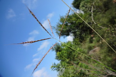 Dichanthium annulatum